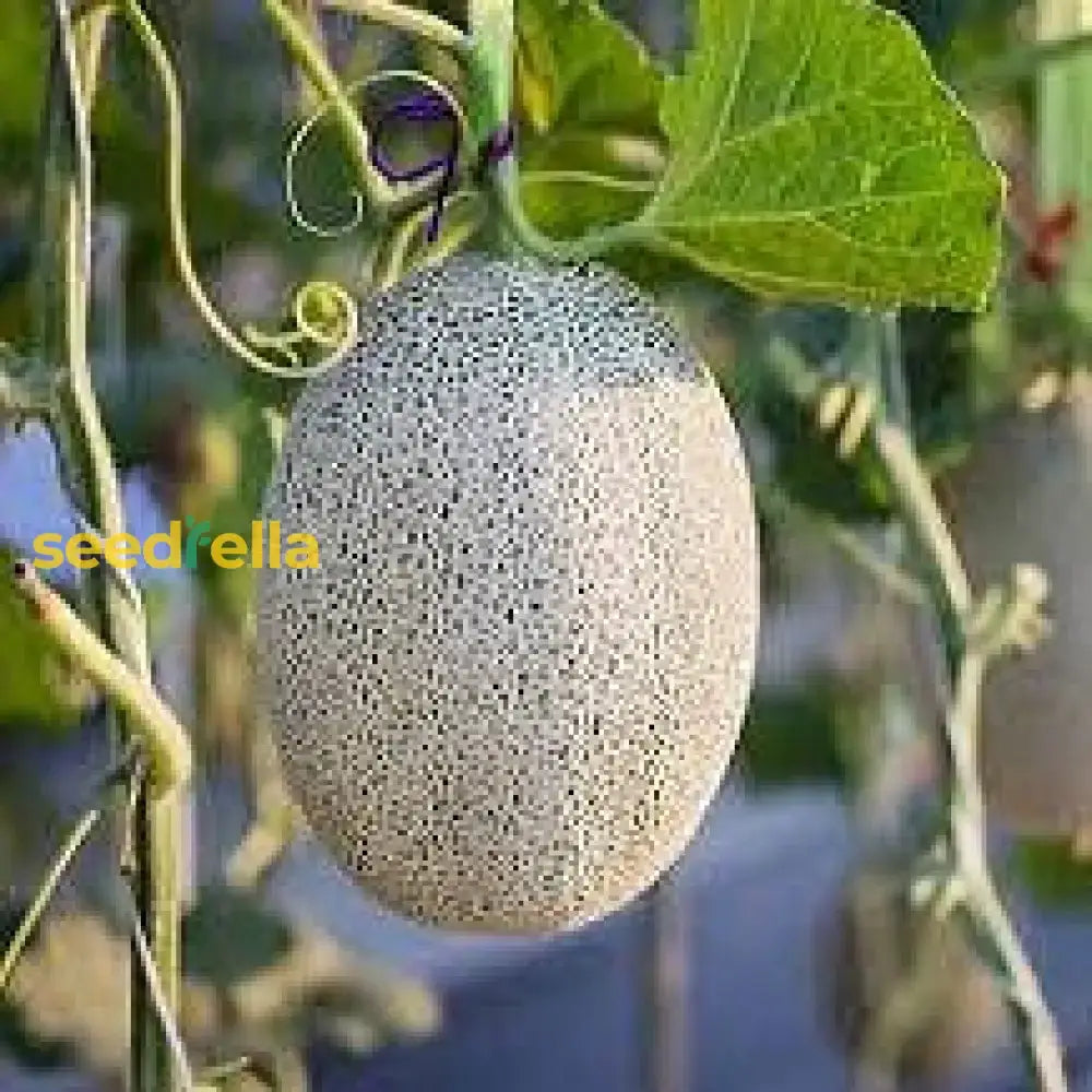 White Muskmelon Fruit Growing Essentials - Seed For Juicy And Refreshing Harvests Seeds