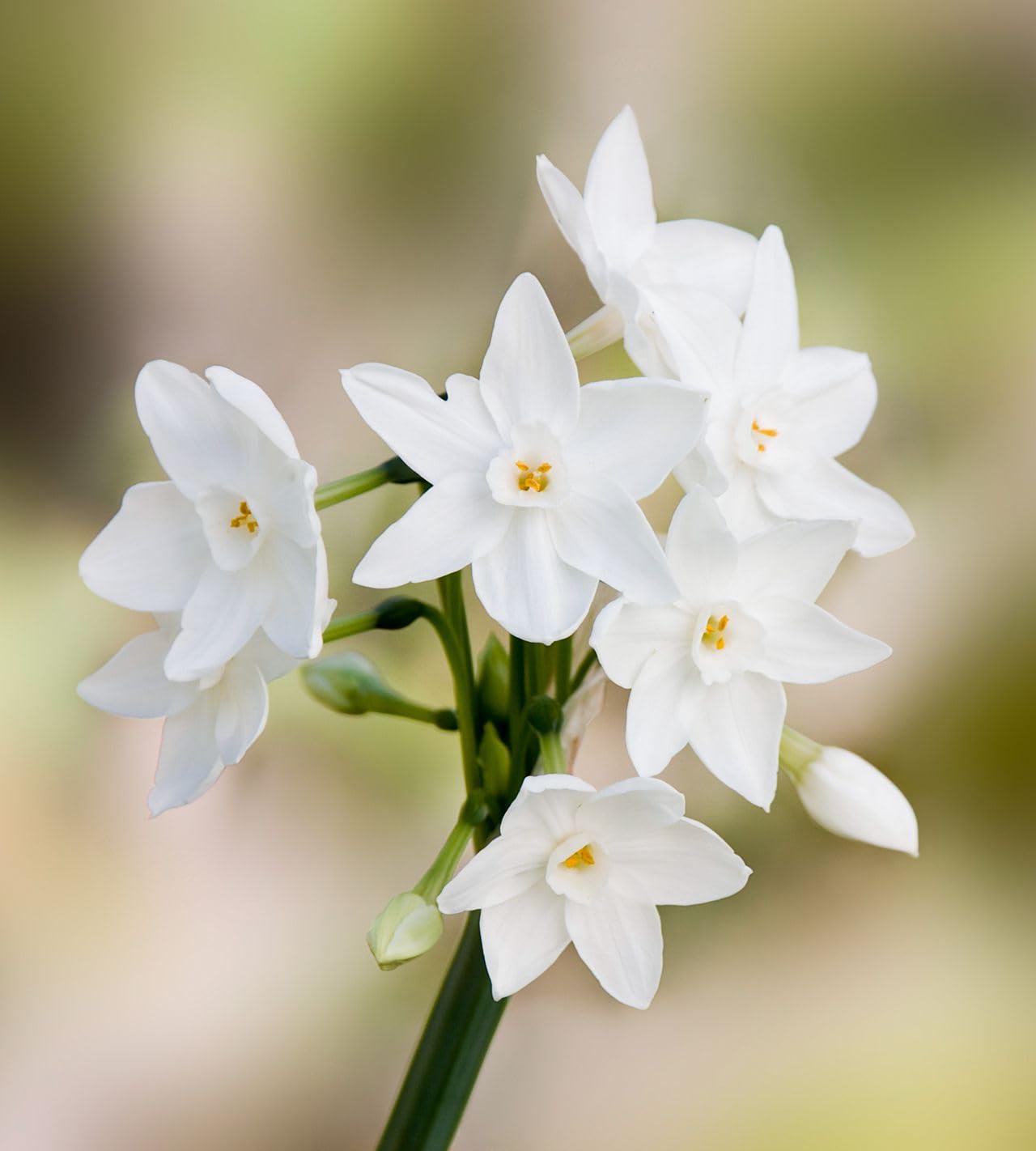 White Narcissus flower seeds for planting elegant spring blooms
