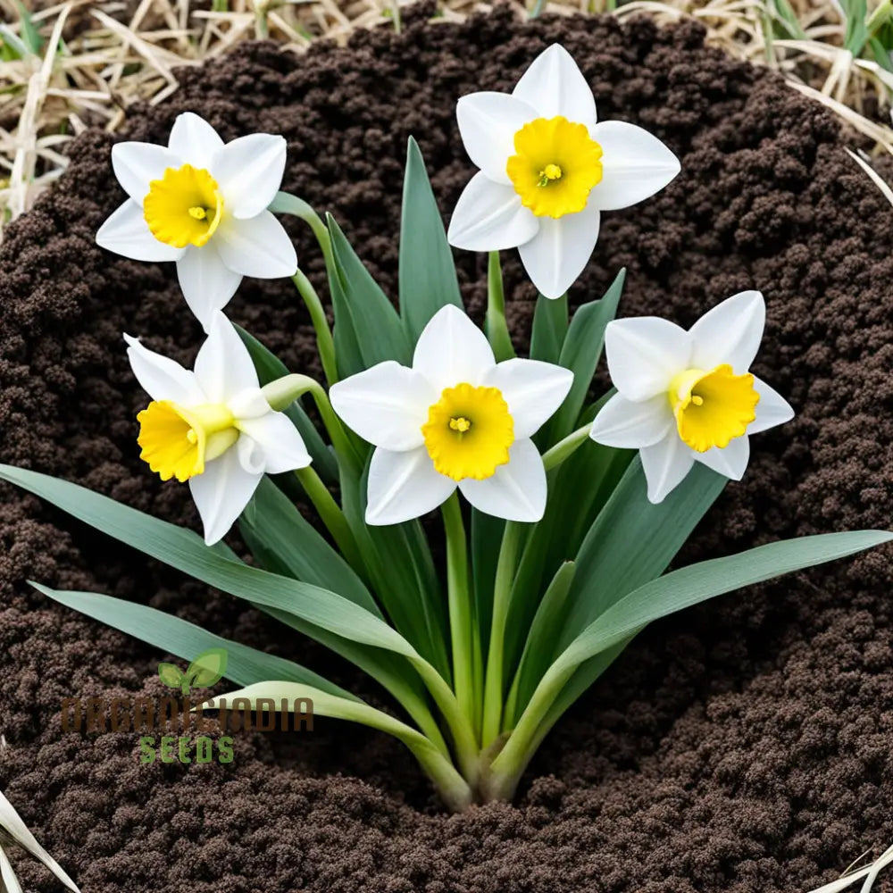 White Narcissus Flower Seeds for Planting