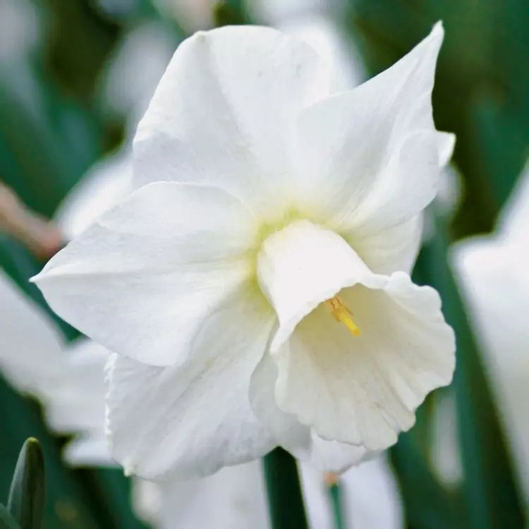 White Narcissus Flower Seeds for Planting
