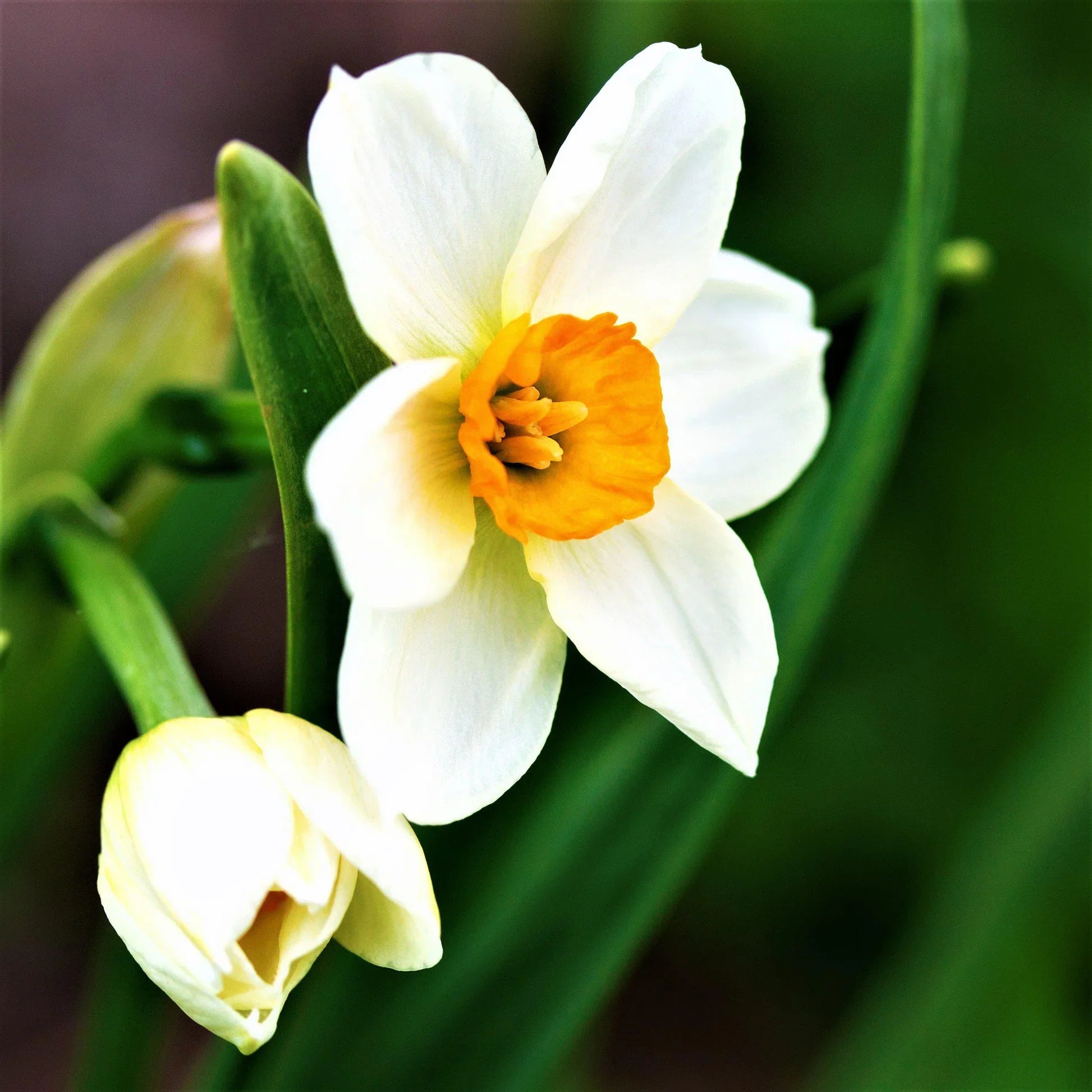 White Narcissus Flower Seeds for Planting