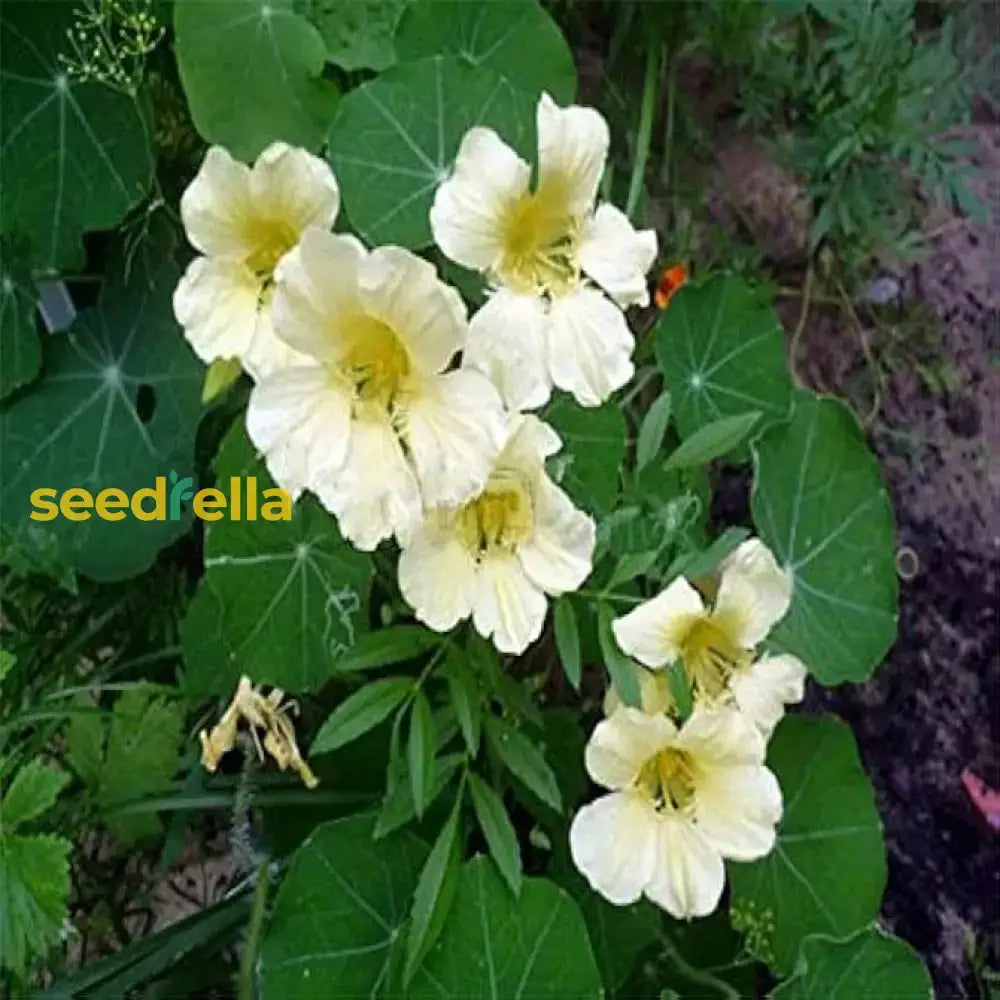 White Nasturtium Flower Seeds - Seed For Stunning Garden Aesthetics And Colorful Arrangements