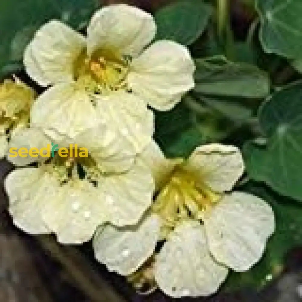 White Nasturtium Flower Seeds - Seed For Stunning Garden Aesthetics And Colorful Arrangements