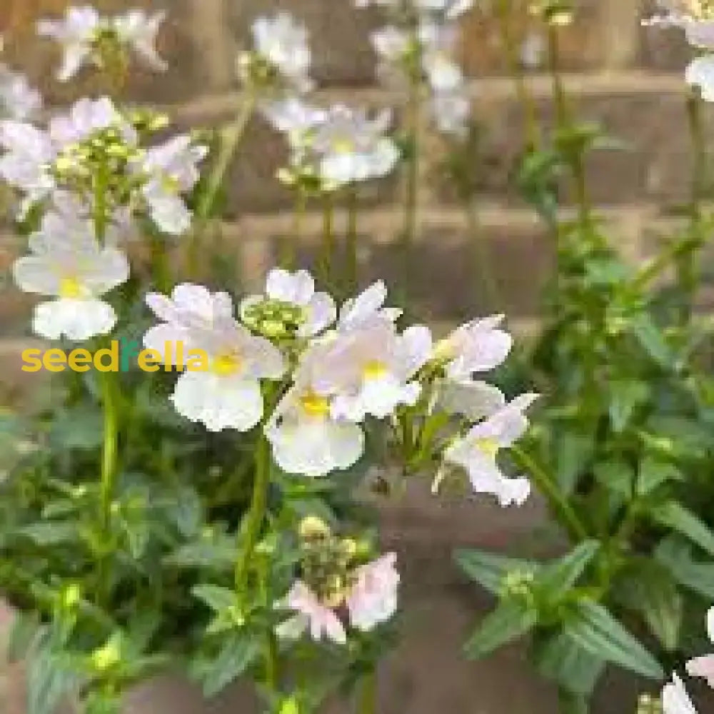 White Nemesia Strumosa Flower Seeds For Planting  Seed Elegant Garden Accents