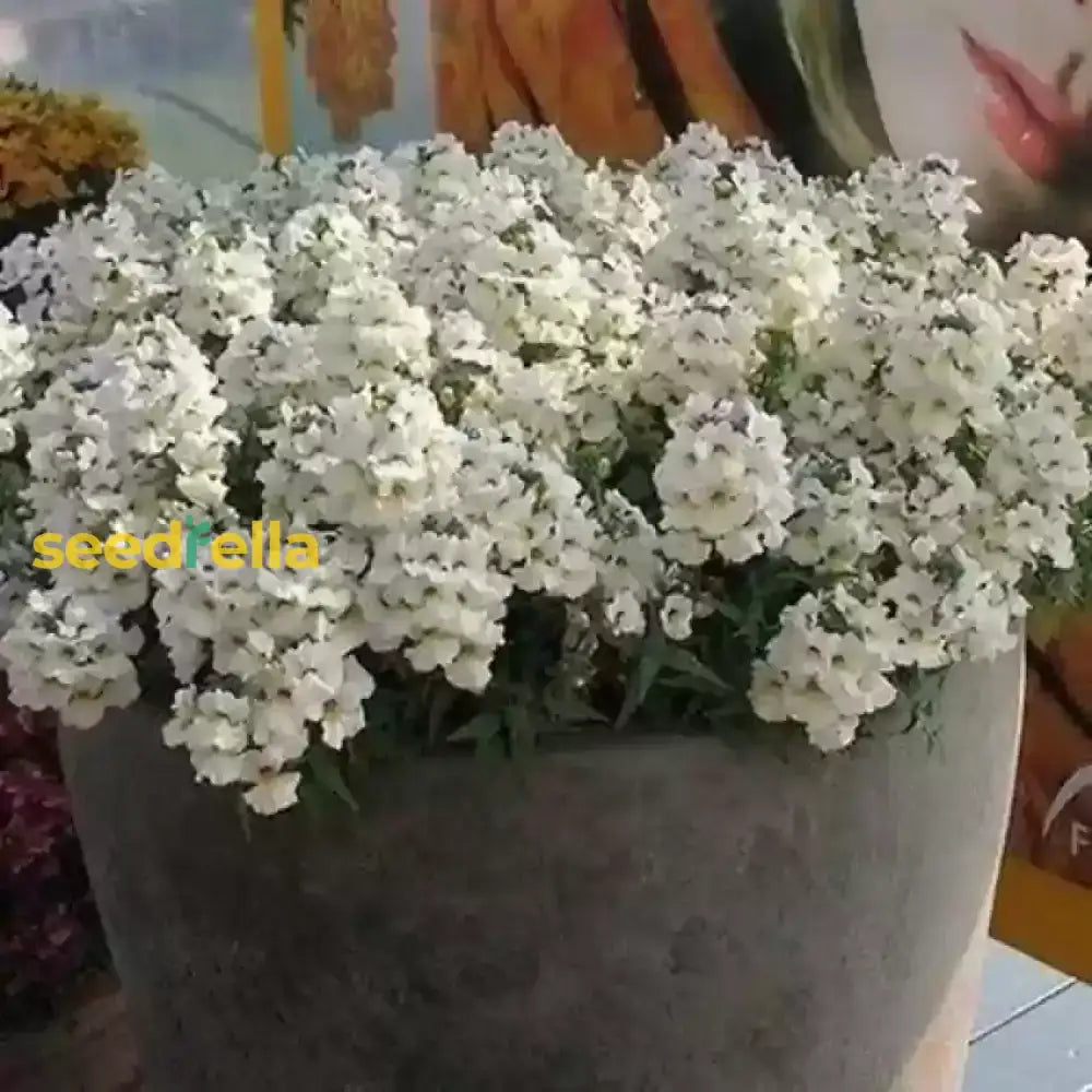 White Nemesia Strumosa Flower Seeds For Planting  Seed Elegant Garden Accents