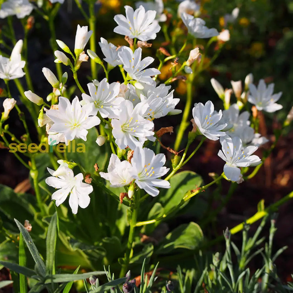 White Nevada Lewisia Flower Planting - Seed For Stunning Garden Blooms And Vibrant Landscapes Seeds