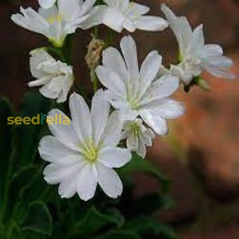 White Nevada Lewisia Flower Planting - Seed For Stunning Garden Blooms And Vibrant Landscapes Seeds