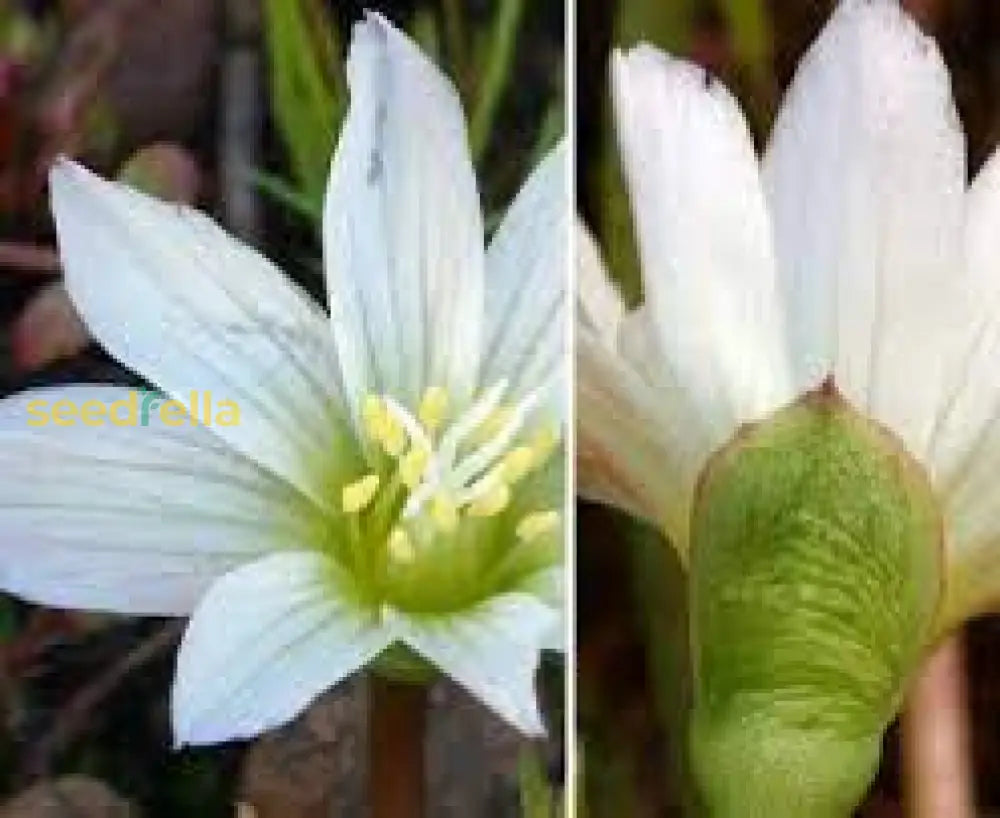 White Nevadensis Flower Seeds For Planting | Elegant Blooms Your Garden