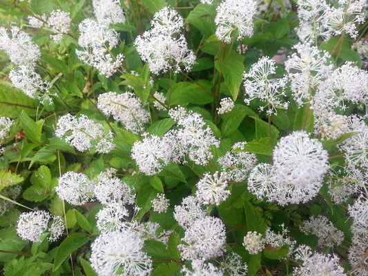 White New Jersey Tea Seeds – Ceanothus americanus Hardy Hummingbird Shrub