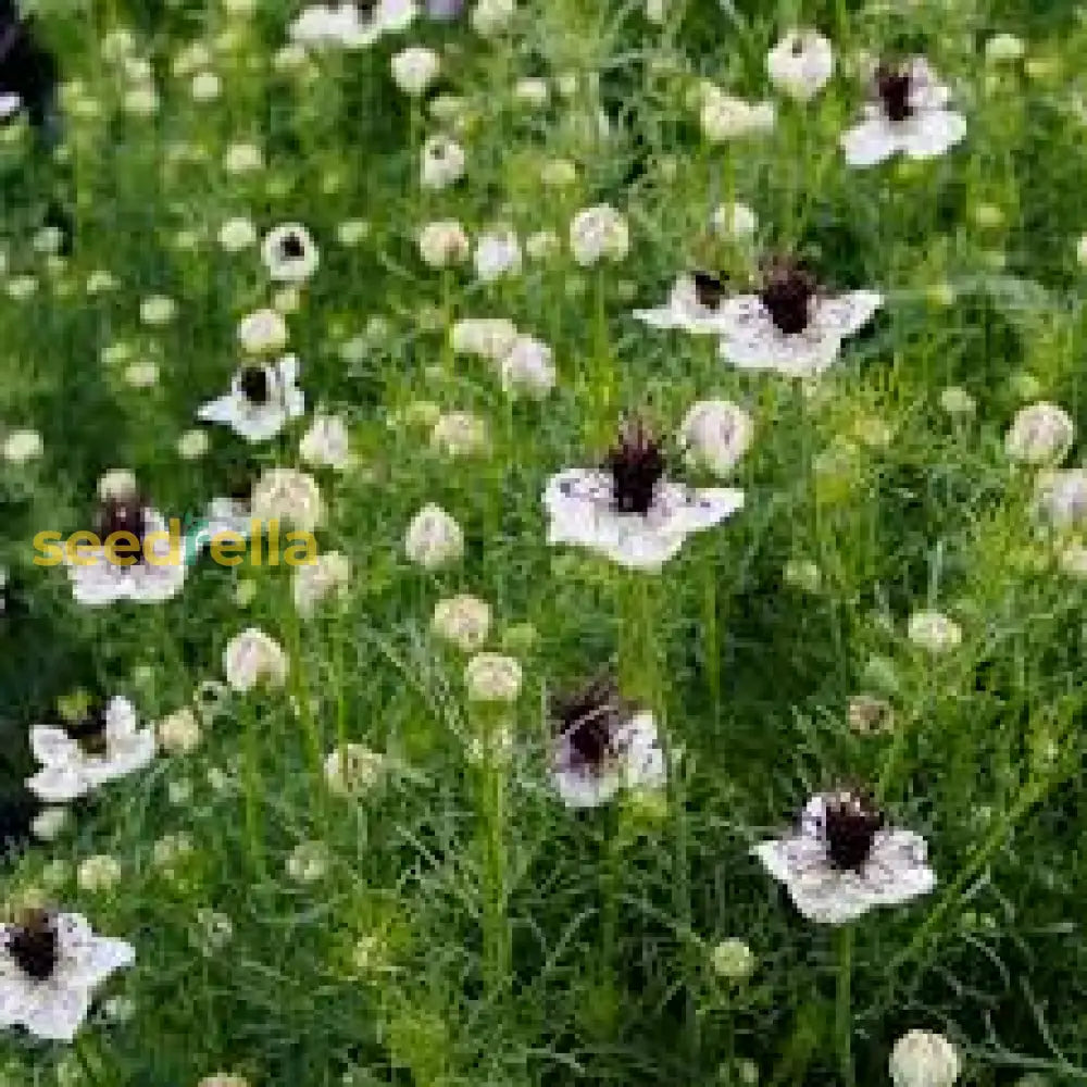 White Nigella African Flower Planting For Beautiful Gardens  Seeds Graceful And Charming Blooms