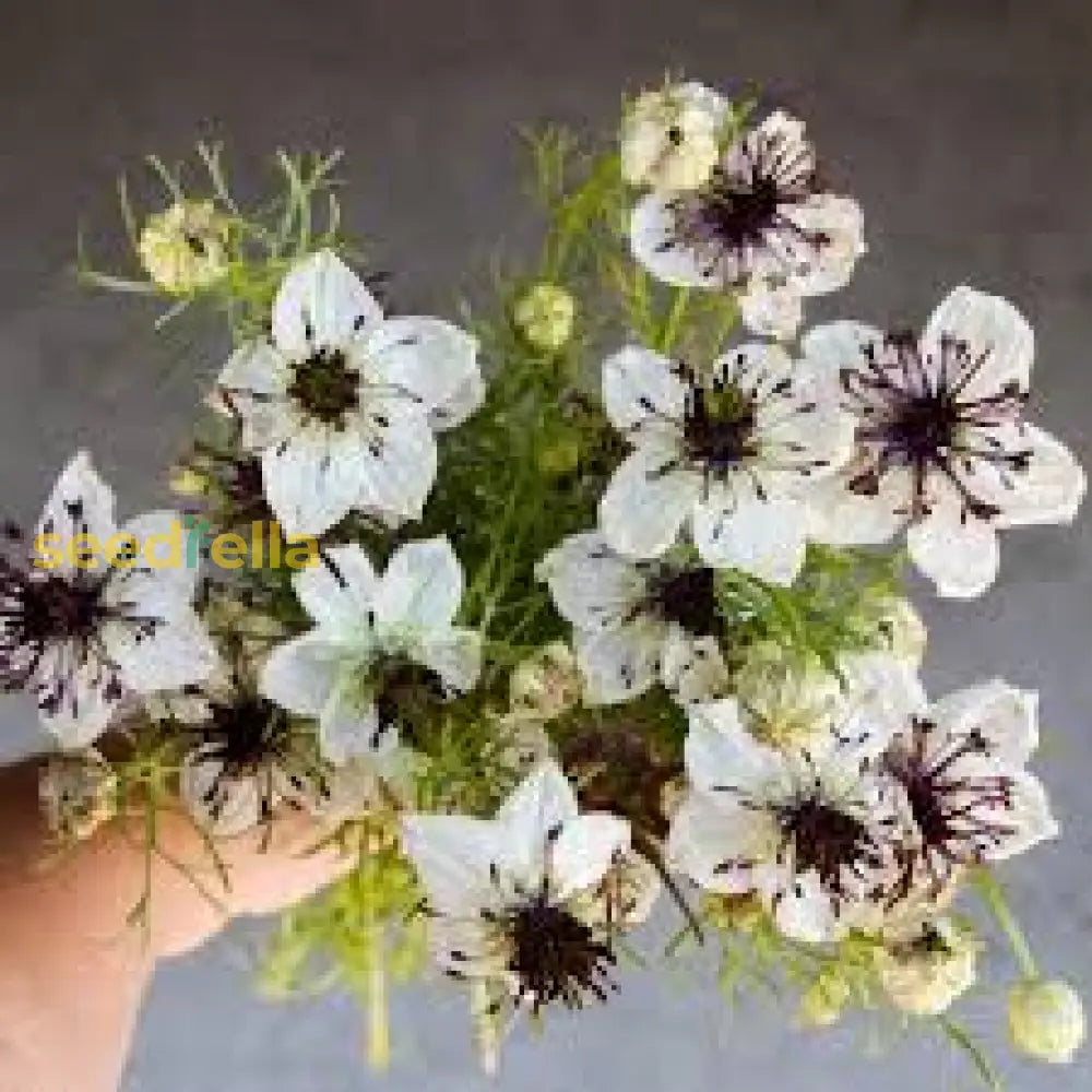 White Nigella African Flower Planting For Beautiful Gardens  Seeds Graceful And Charming Blooms