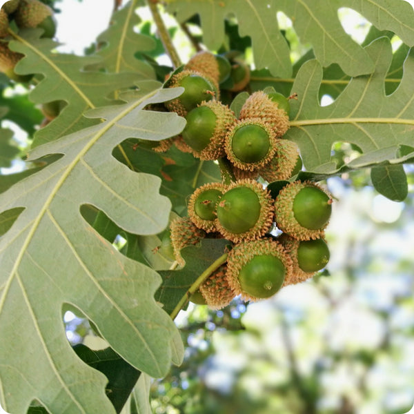 White oak tree seeds Quercus alba hardy native shade tree