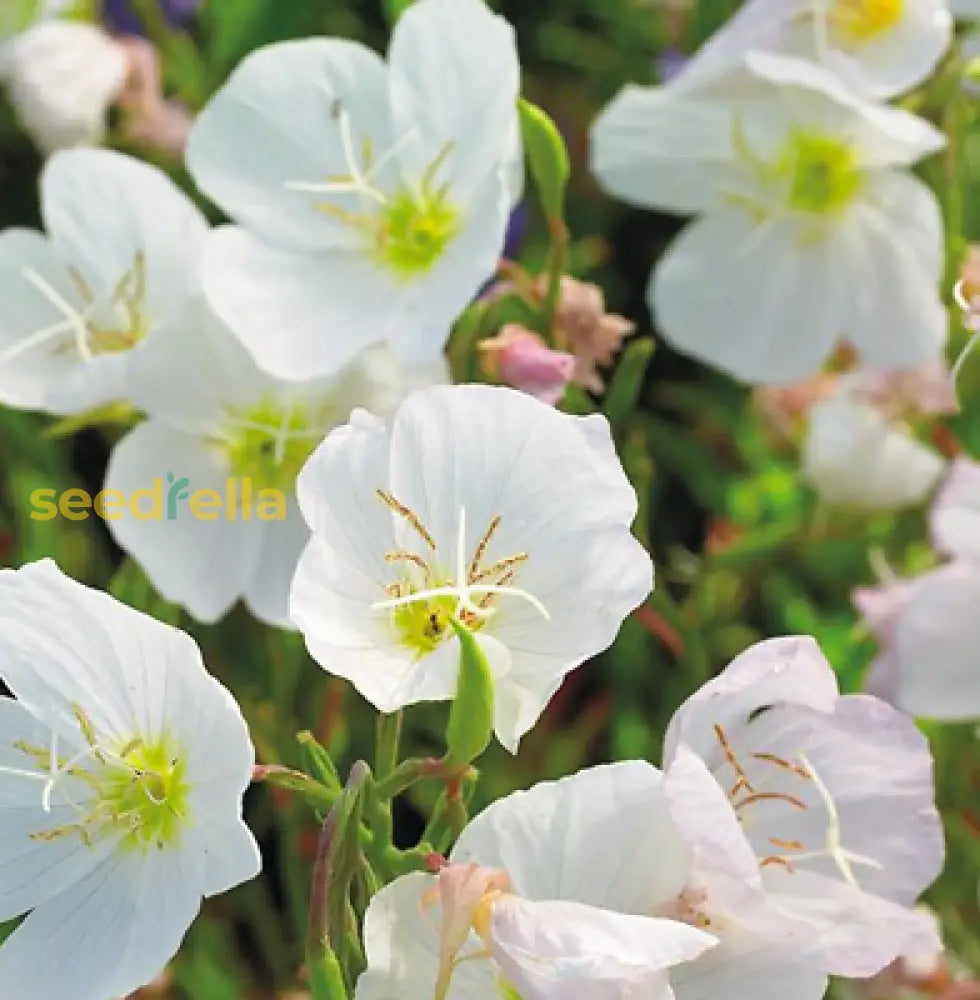 White Oenothera Flower Seeds For Planting - Elegant Annual Blooms