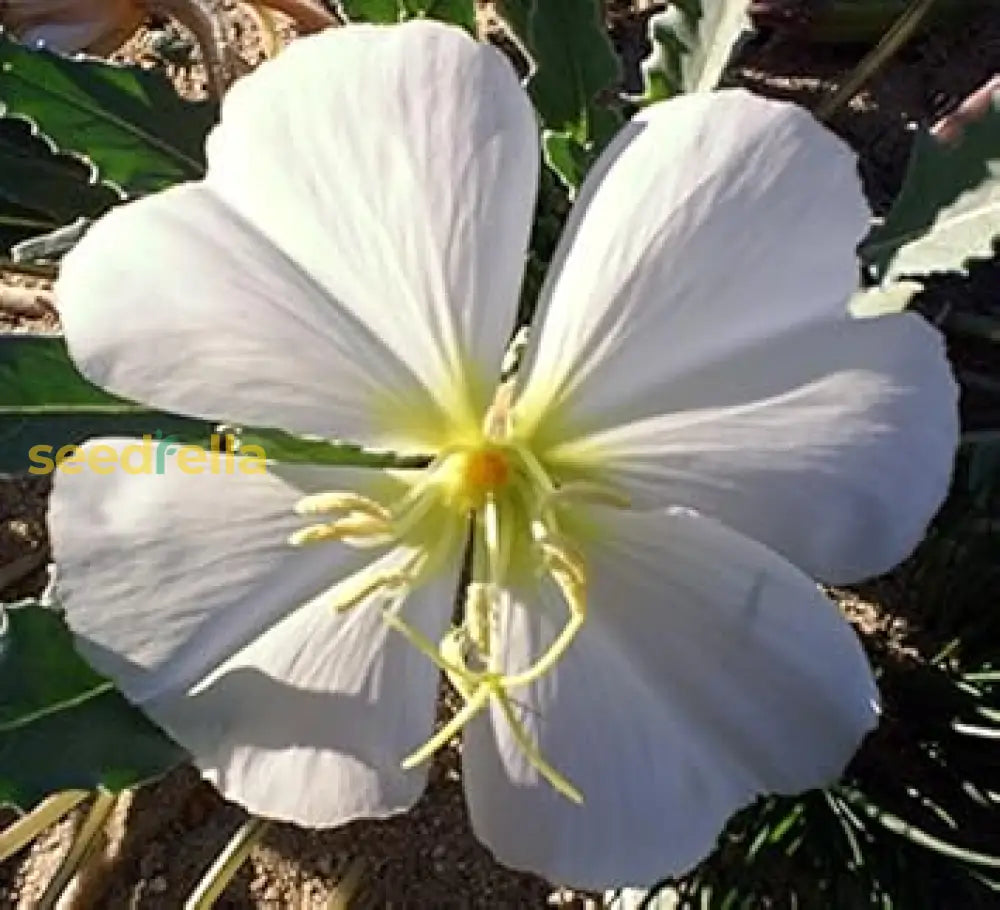 White Oenothera Flower Seeds For Planting - Elegant Annual Blooms