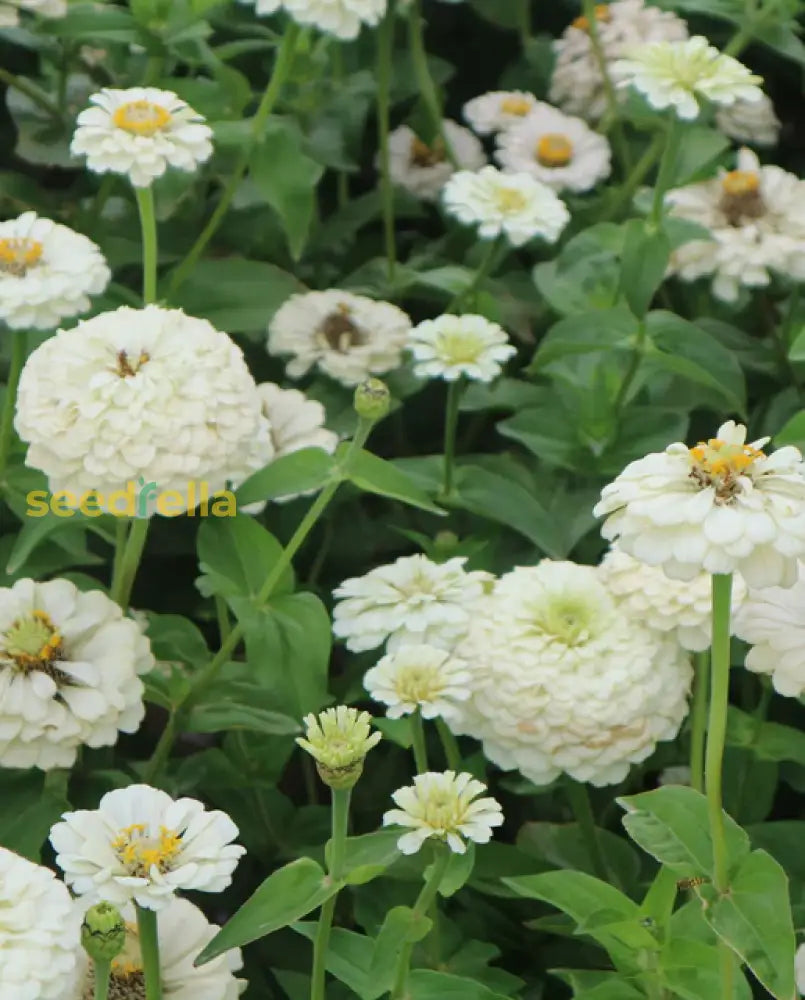 White Oklahoma Flower Seeds For Planting - Stunning Annual Blooms Your Garden