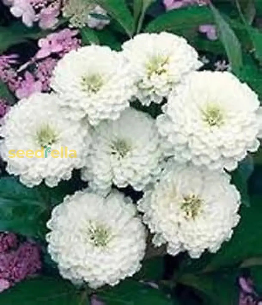 White Oklahoma Flower Seeds For Planting - Stunning Annual Blooms Your Garden