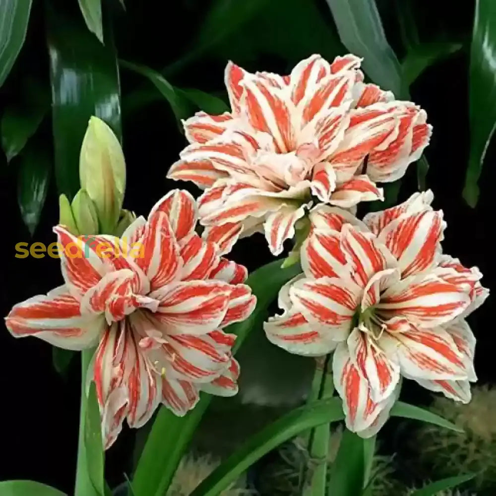 White Orange Amaryllis Seeds For Planting - Vibrant Flower Your Garden