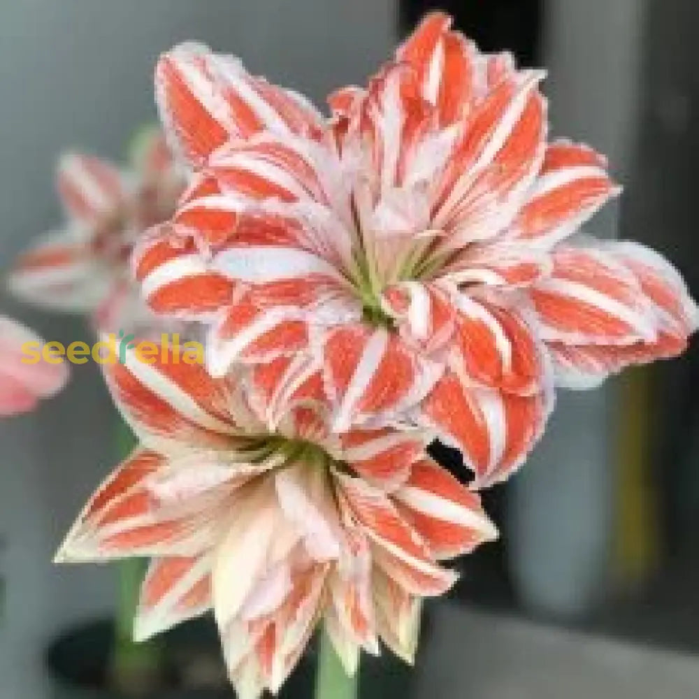 White Orange Amaryllis Seeds For Planting - Vibrant Flower Your Garden