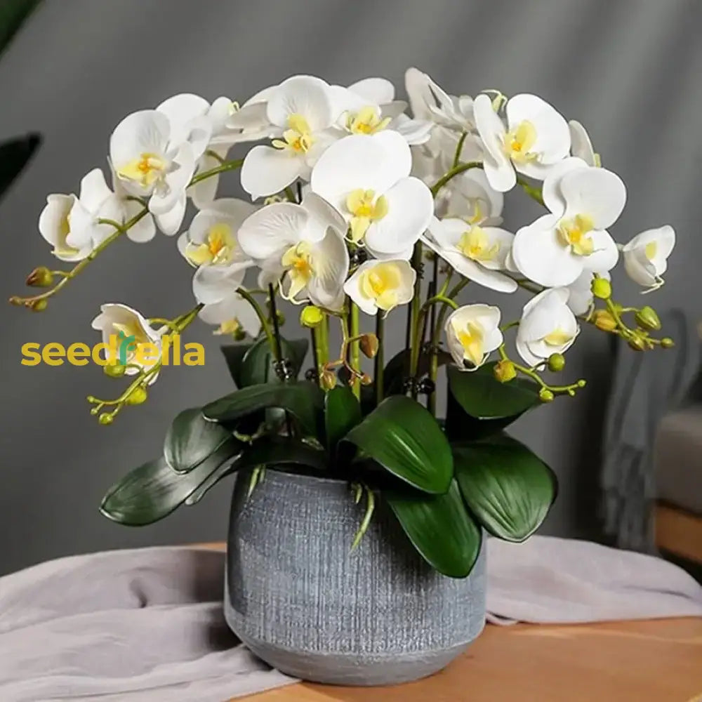 White Orchid Flower Planting - Seeds For Stunning Blooms In Your Garden