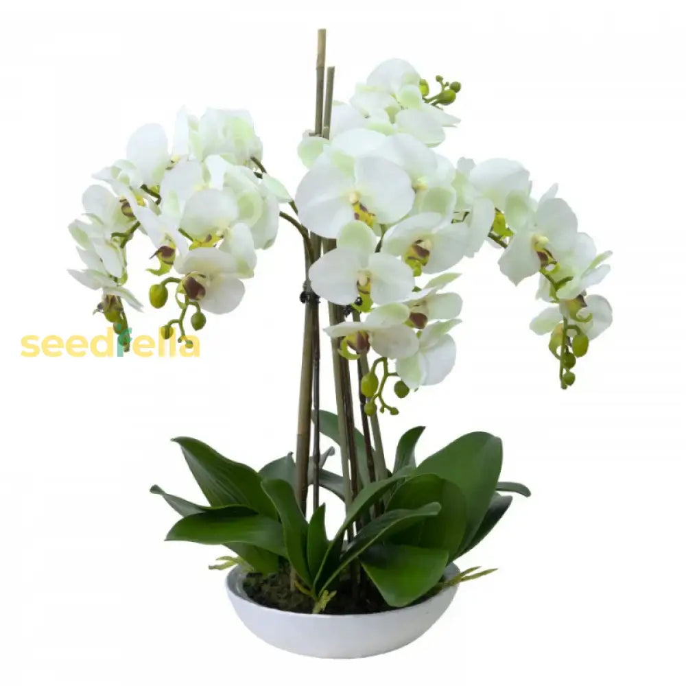 White Orchid Flower Planting - Seeds For Stunning Blooms In Your Garden