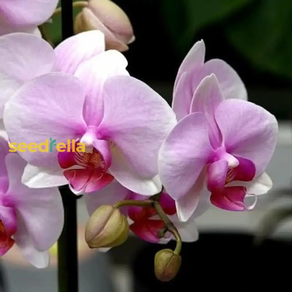 White Orchid Planting Seeds  Ideal Seed For Indoor And Outdoor Flower Beautification