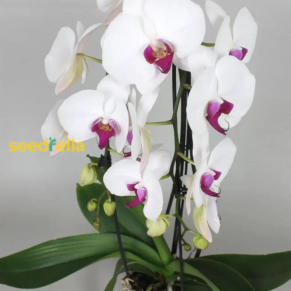 White Orchid Planting Seeds  Ideal Seed For Indoor And Outdoor Flower Beautification