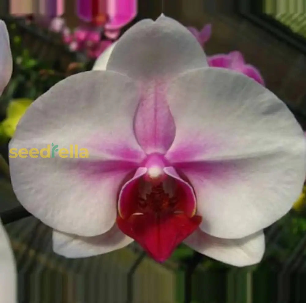 White Orchid Planting Seeds  Perfect For Serene Blooms In Home Gardens Flower