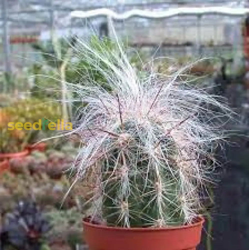 White Oreocereus Celsianus Planting Seeds  Ideal For Adding Unique Texture To Cactus Gardens And