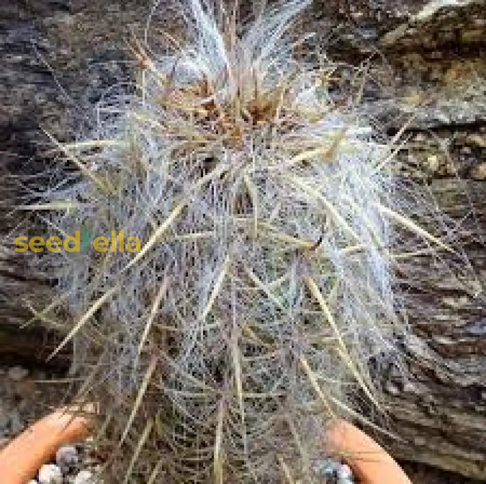 White Oreocereus Celsianus Planting Seeds  Ideal For Adding Unique Texture To Cactus Gardens And