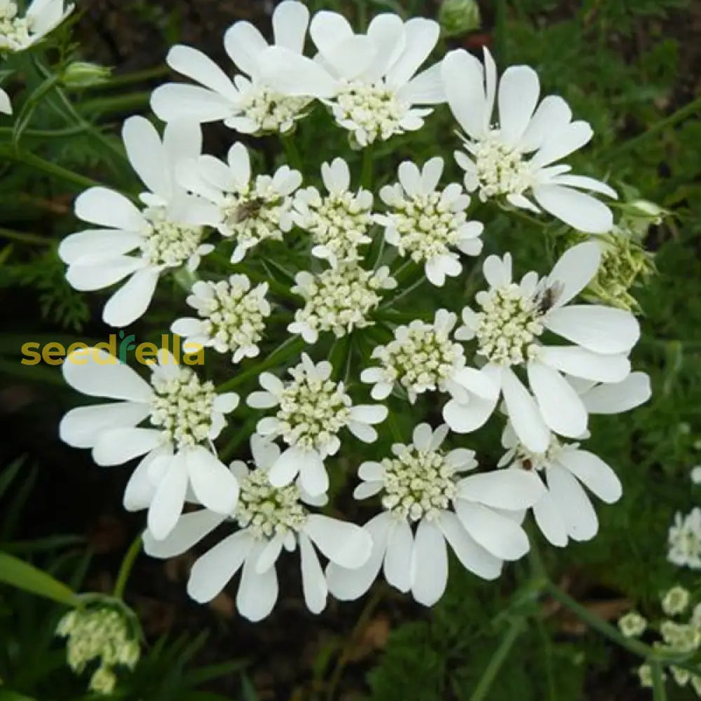 White Orlaya Flower Seeds For Planting  Seed Delicate And Elegant Blooms In Gardens