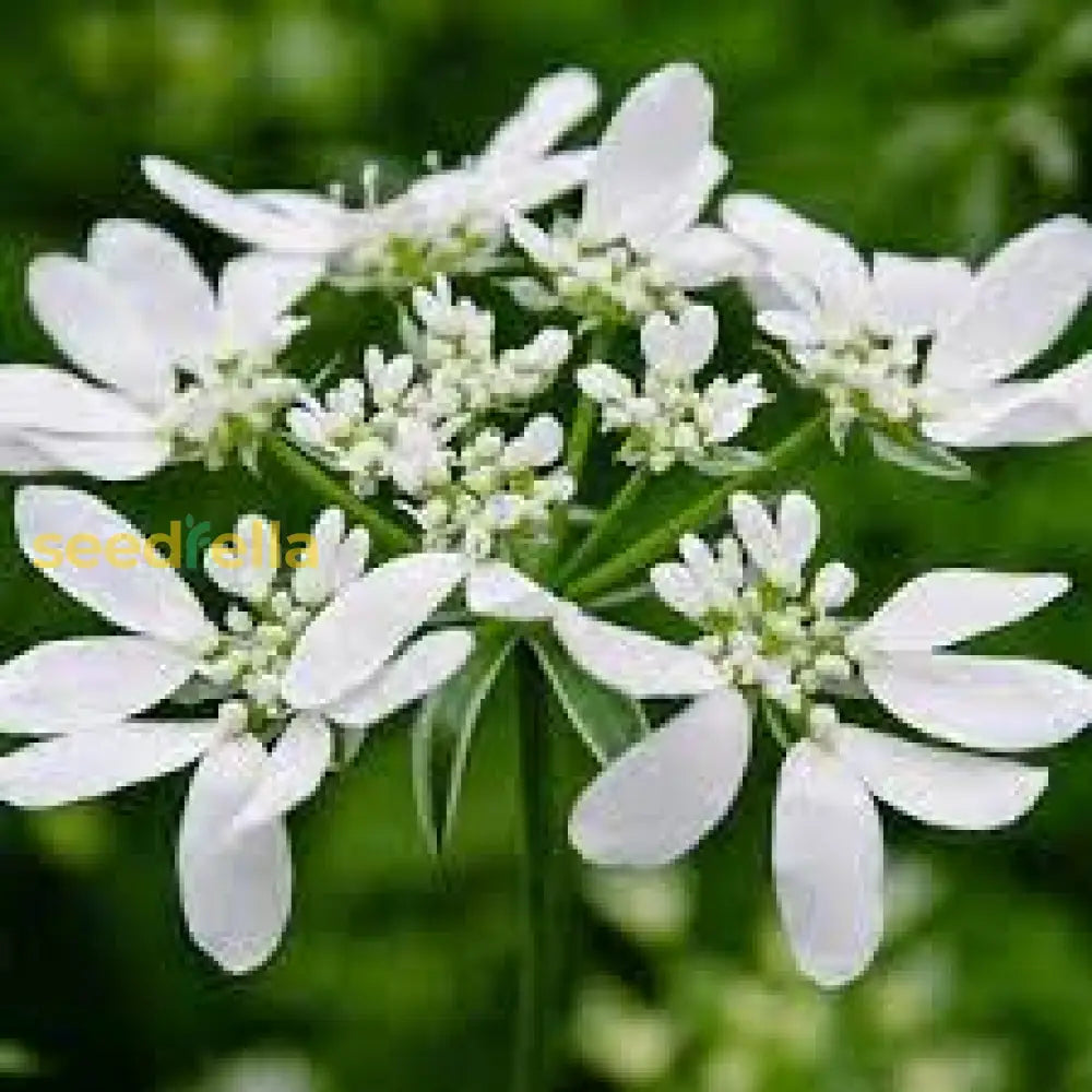 White Orlaya Flower Seeds For Planting  Seed Delicate And Elegant Blooms In Gardens