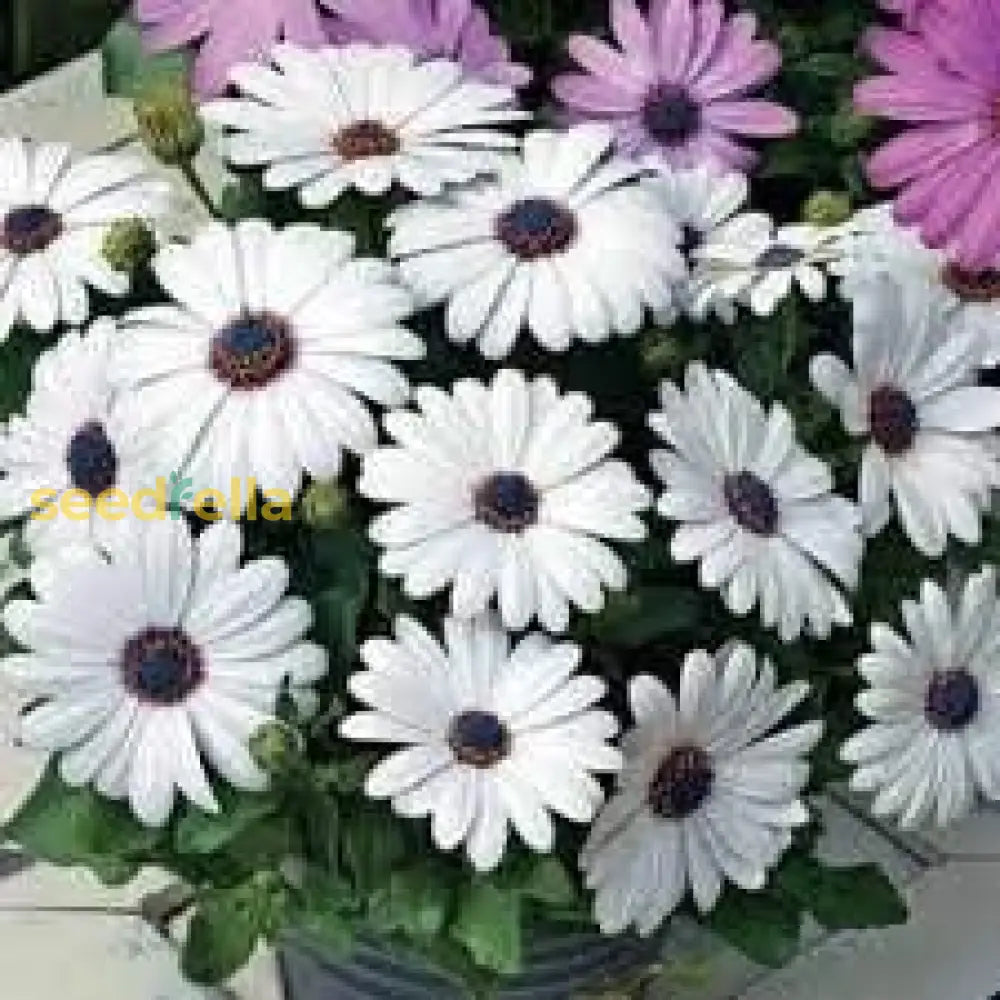 White Osteospermum Flower Seeds For Easy Planting