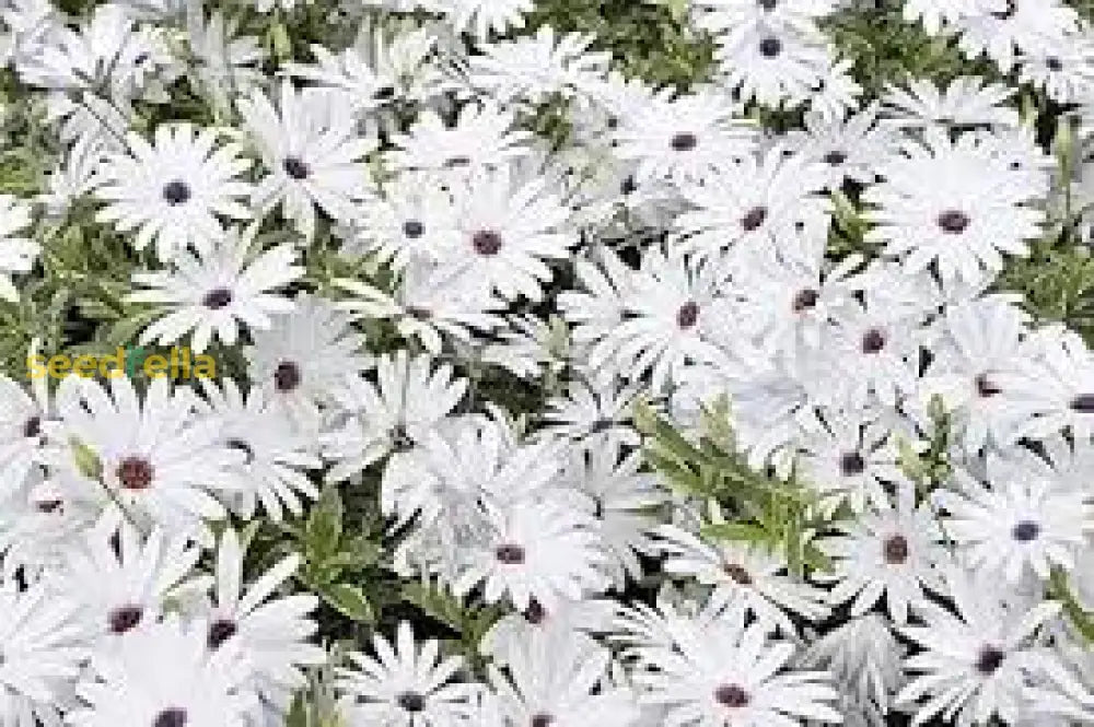 White Osteospermum Flower Seeds For Easy Planting