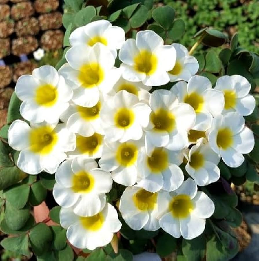 White Oxalis Laciniata Flower Seeds for Planting