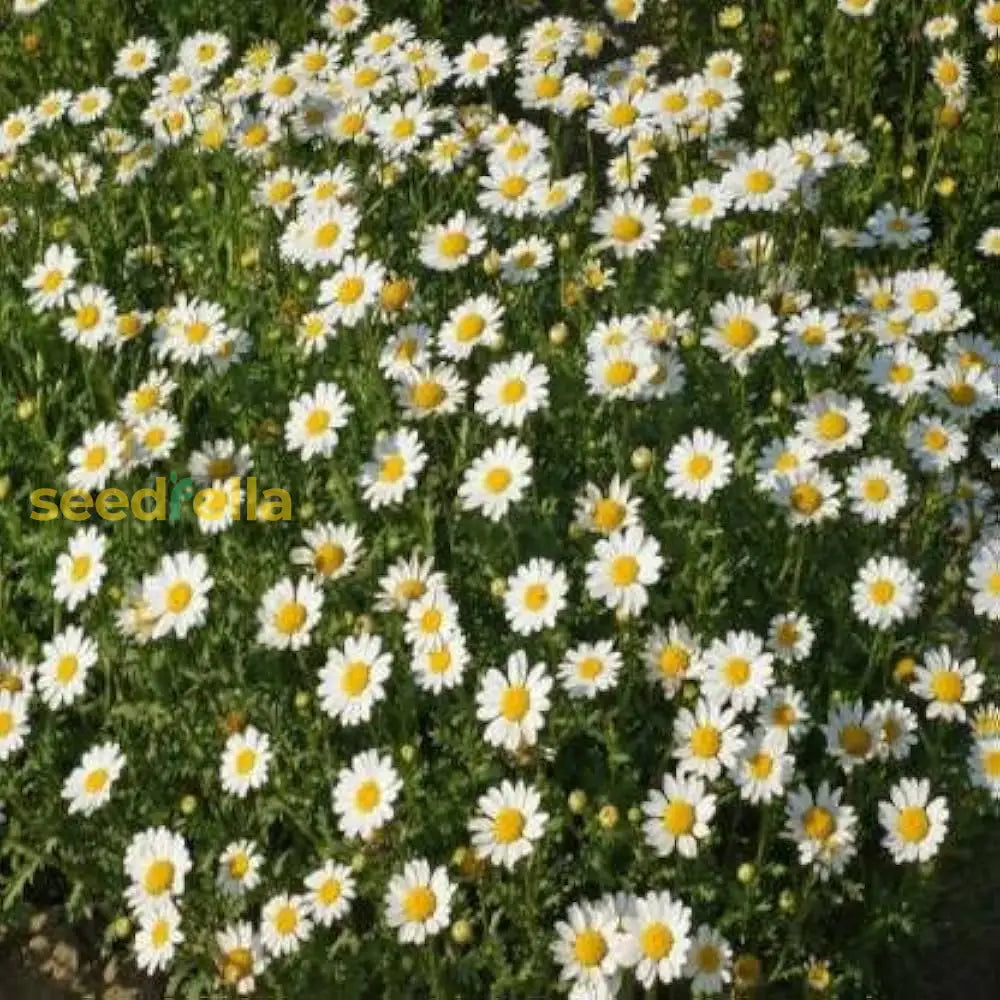 White Paludosum Flower Seeds For Planting  Ideal Lush Garden Blossoms And Elegant Landscape Decor