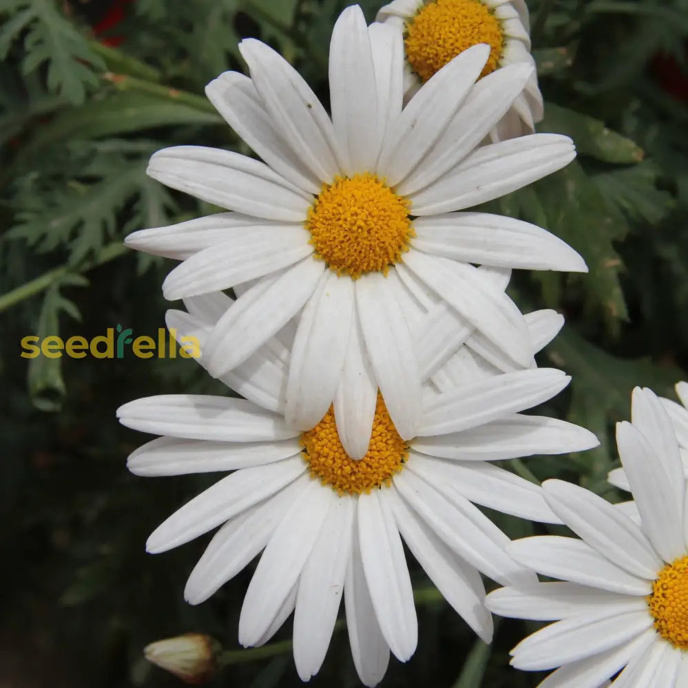 White Paludosum Flower Seeds For Planting  Ideal Lush Garden Blossoms And Elegant Landscape Decor