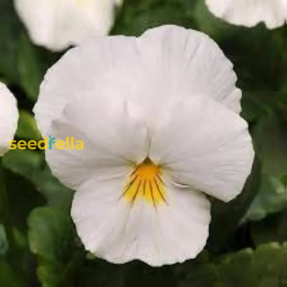 White Pansy Flower Seeds For Planting - Perfect Adding Graceful Blooms To Your Garden