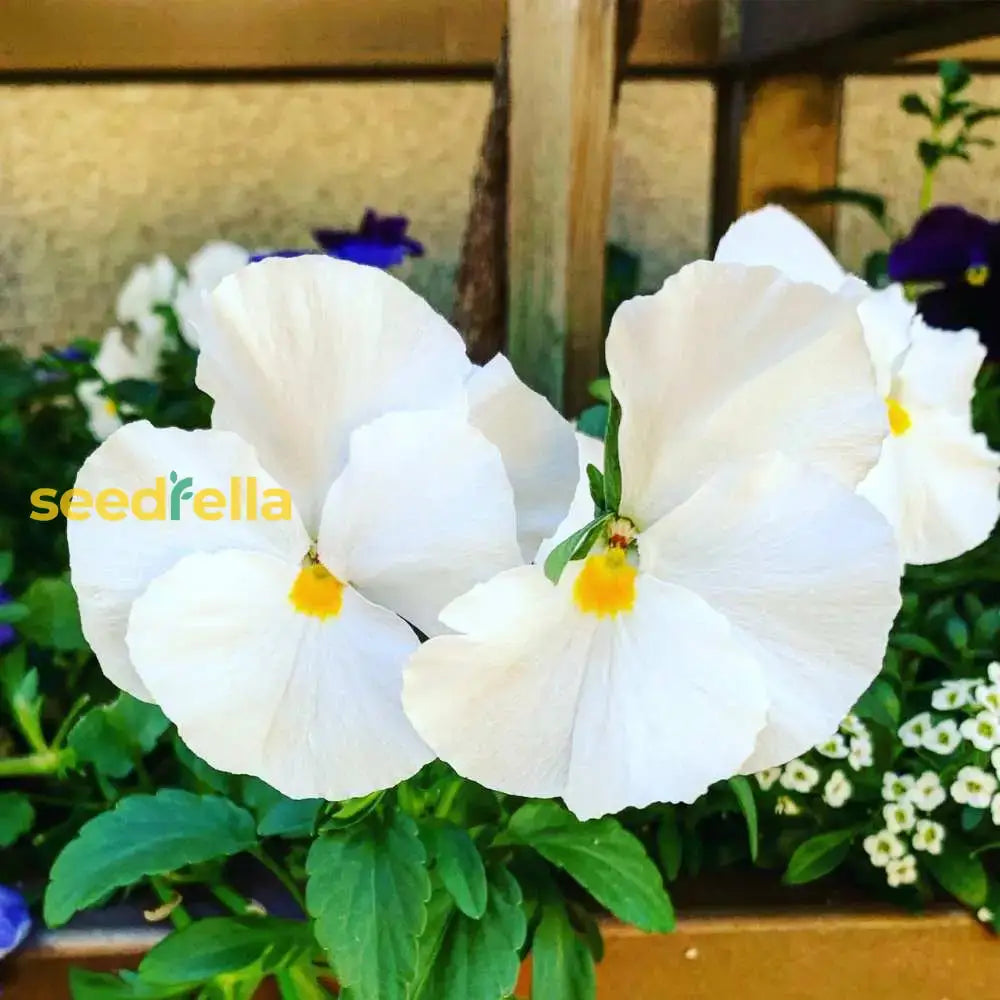 White Pansy Flower Seeds For Planting - Perfect Adding Graceful Blooms To Your Garden