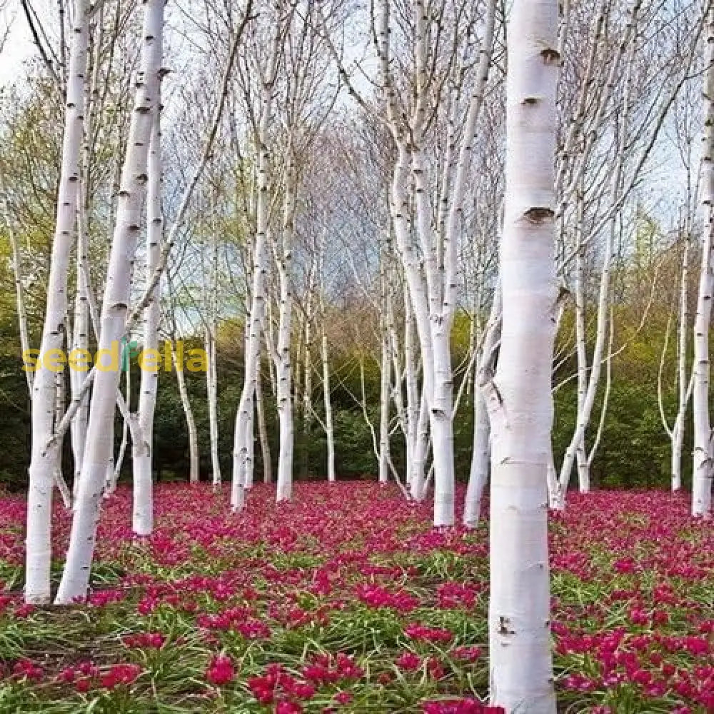 White Paper Birch Tree Seeds (Betula Papyrifera) Best Selling