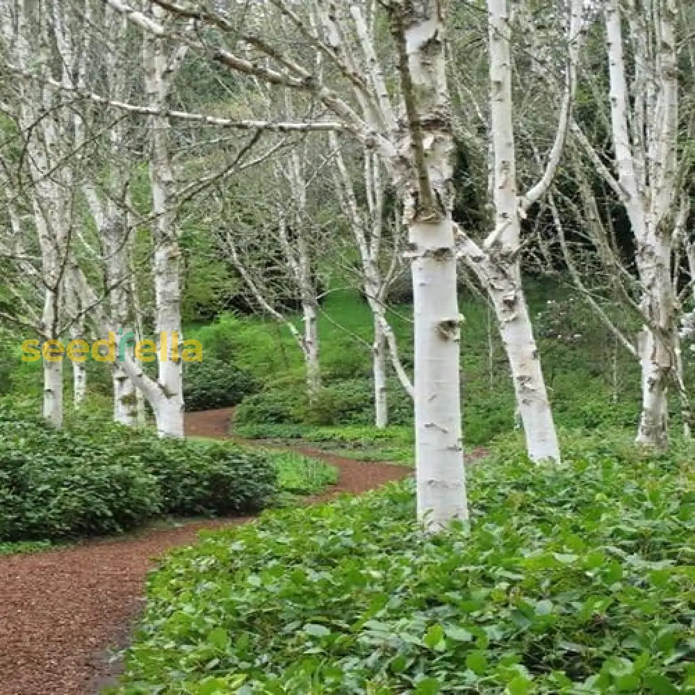 White Paper Birch Tree Seeds (Betula Papyrifera) Best Selling