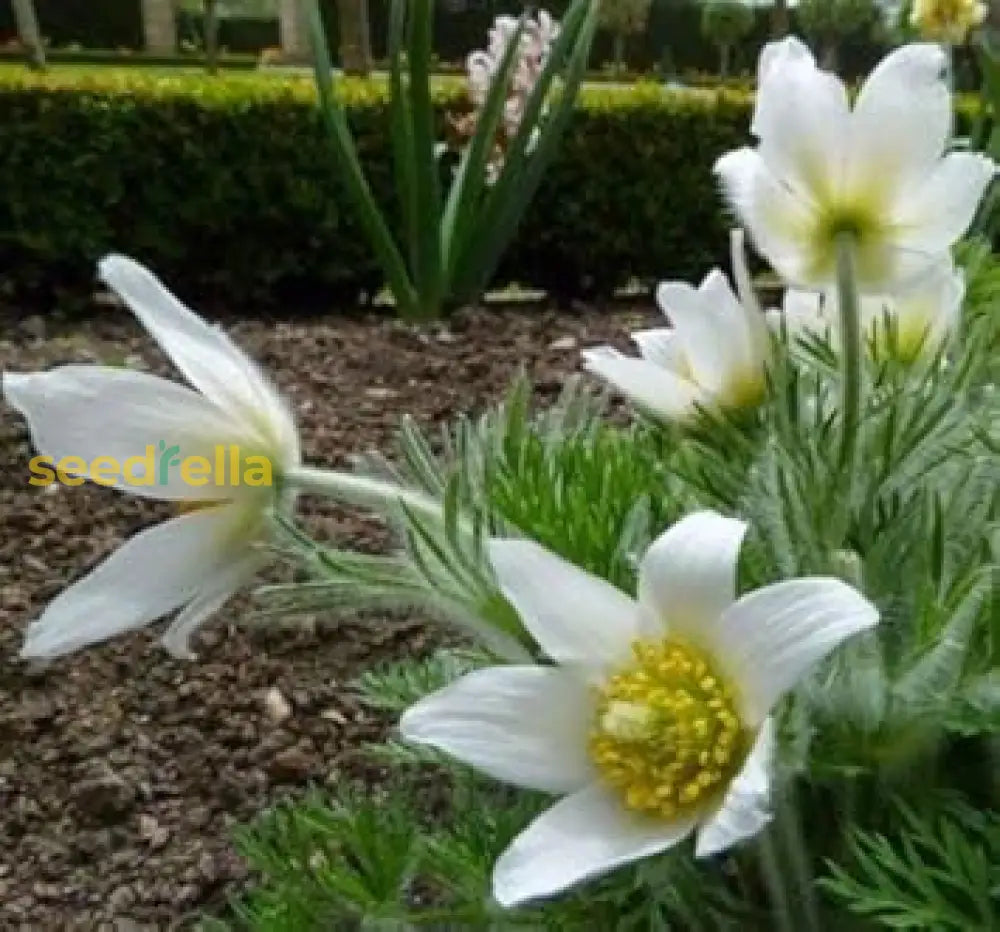 White Pasque Flower For Planting  Seeds Elegant Blossoms And Lush Garden Growth