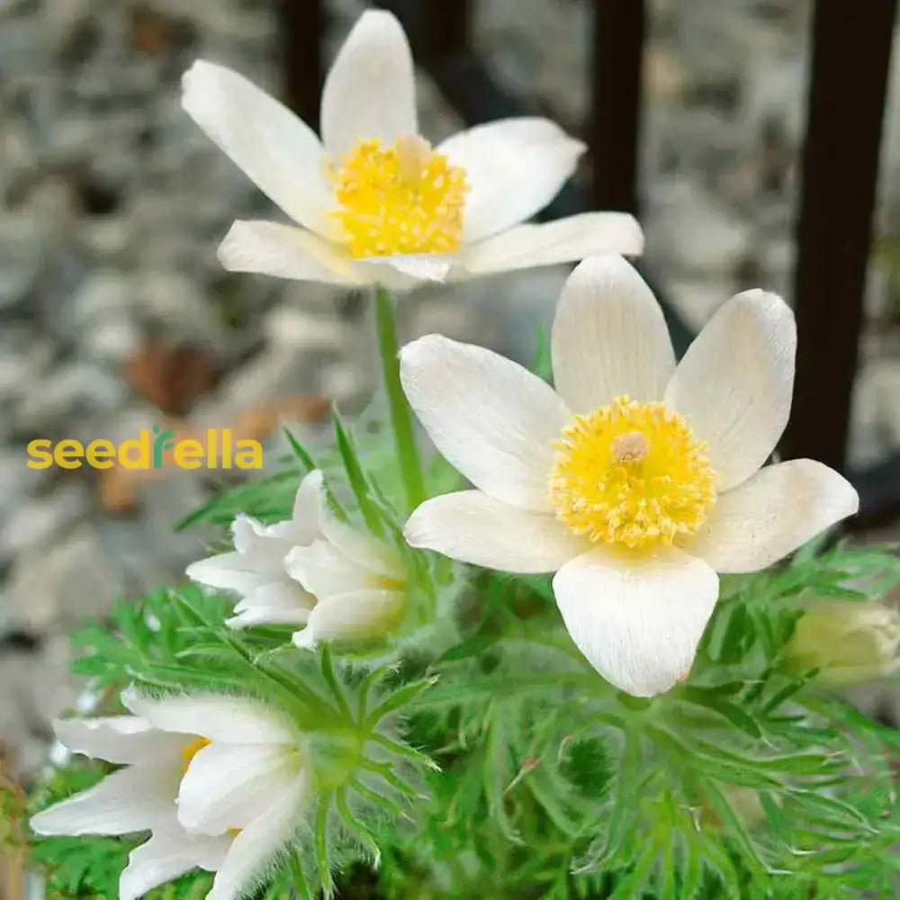 White Pasque Flower For Planting  Seeds Elegant Blossoms And Lush Garden Growth