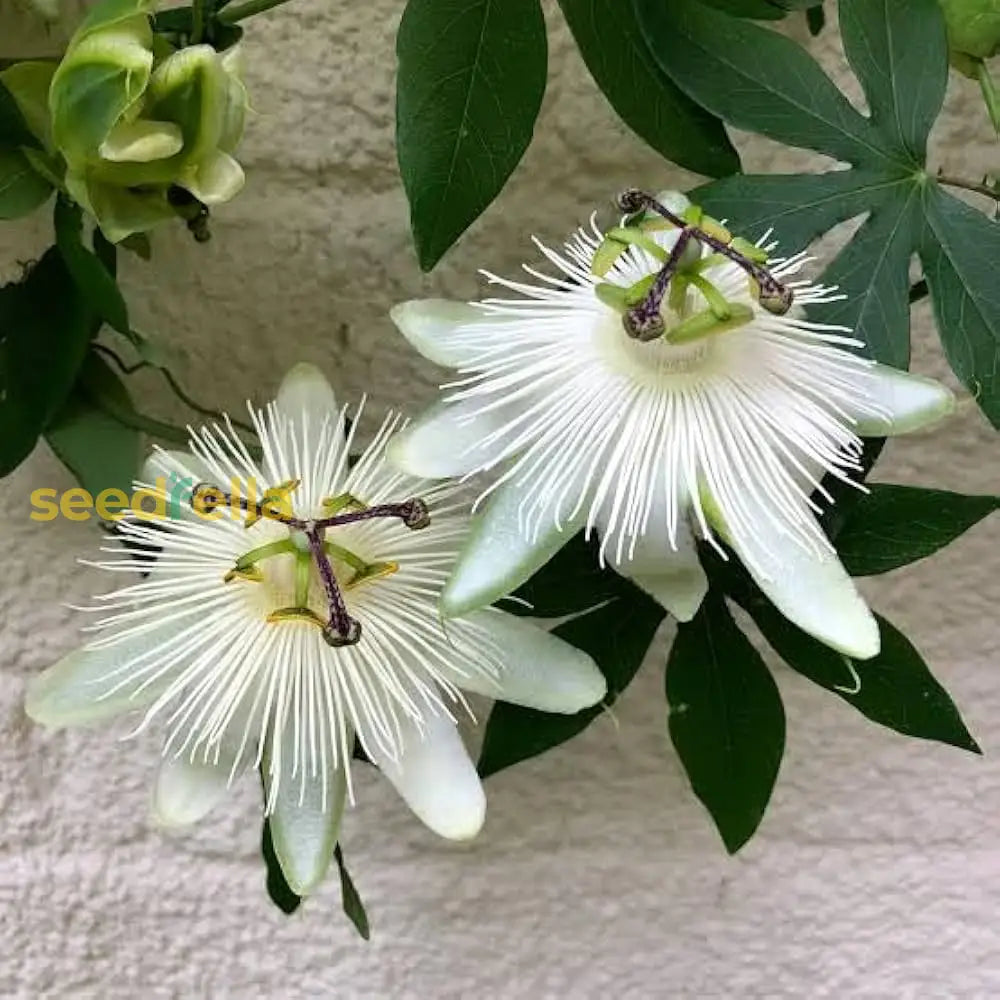 White Passiflora Flower Seeds For Planting  Ideal Graceful Garden Blooms