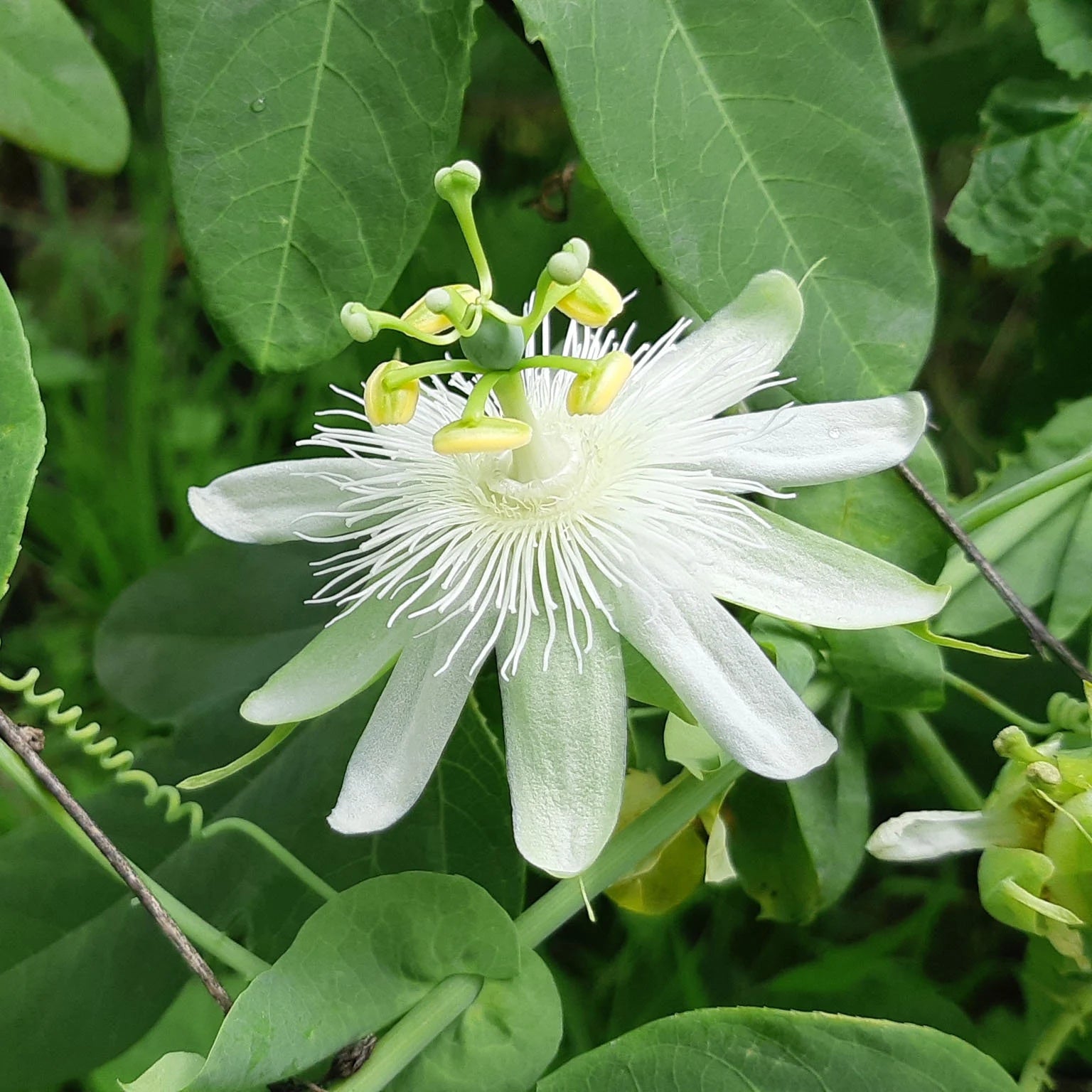 White Passion Flower Seeds for Planting and Gardening