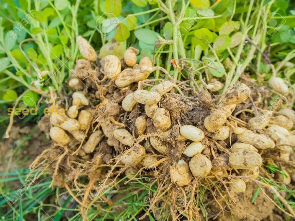 White Peanut Vegetable Seeds For Planting