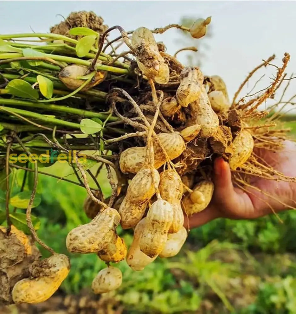 White Peanut Vegetable Seeds For Planting