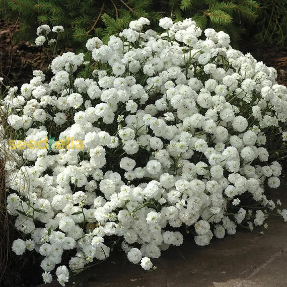 White Pellitory Flower Seeds For Planting  Ideal Adding Delicate Elegance To Your Garden