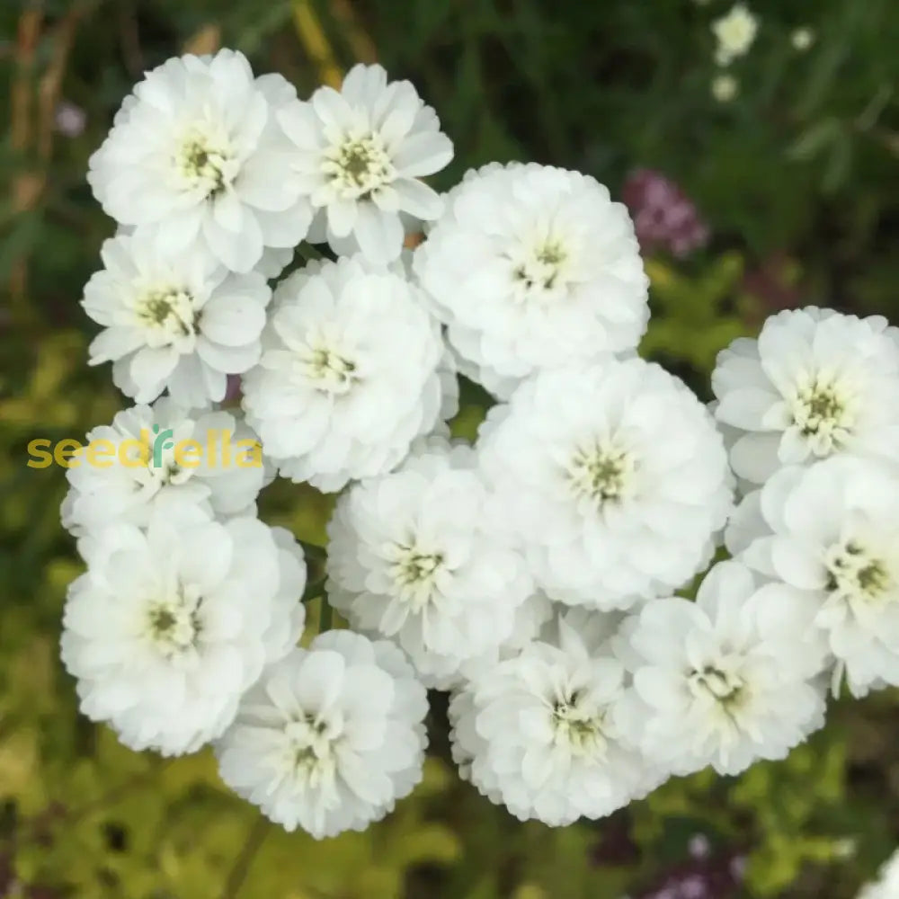 White Pellitory Flower Seeds For Planting  Ideal Adding Delicate Elegance To Your Garden