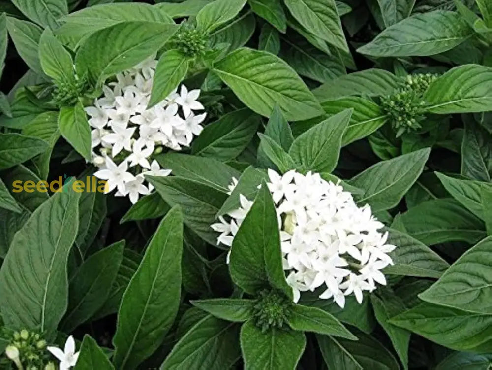 White Pentas Starla Flower Planting - Seeds For Brightening Your Garden With Stunning Blooms