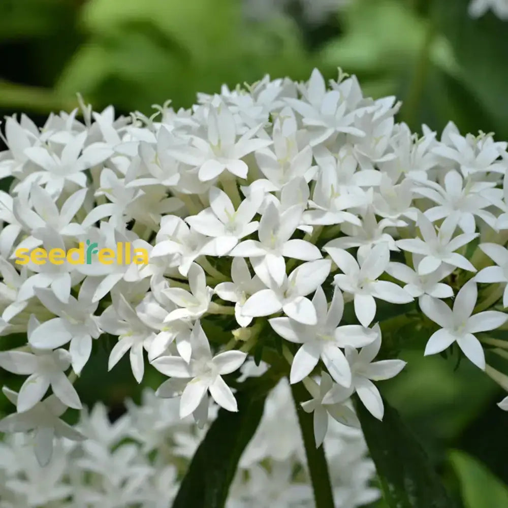 White Pentas Starla Flower Planting - Seeds For Brightening Your Garden With Stunning Blooms